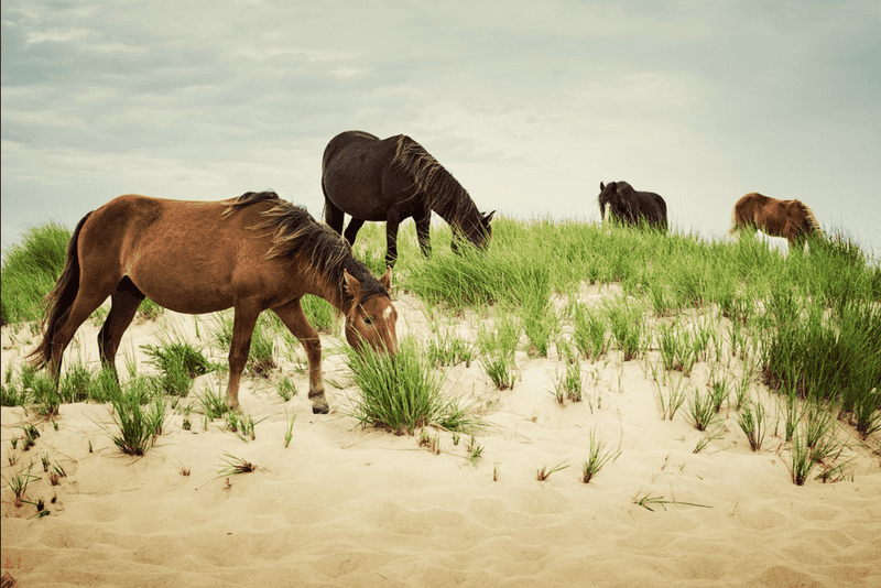 Sable Island, Nova Scotia, Canada