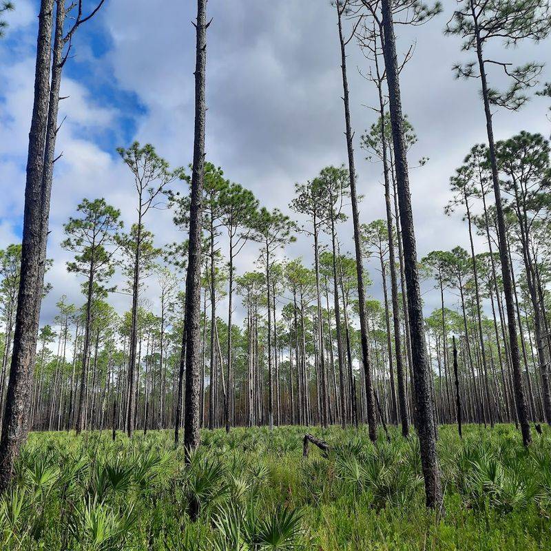 Apalachicola National Forest