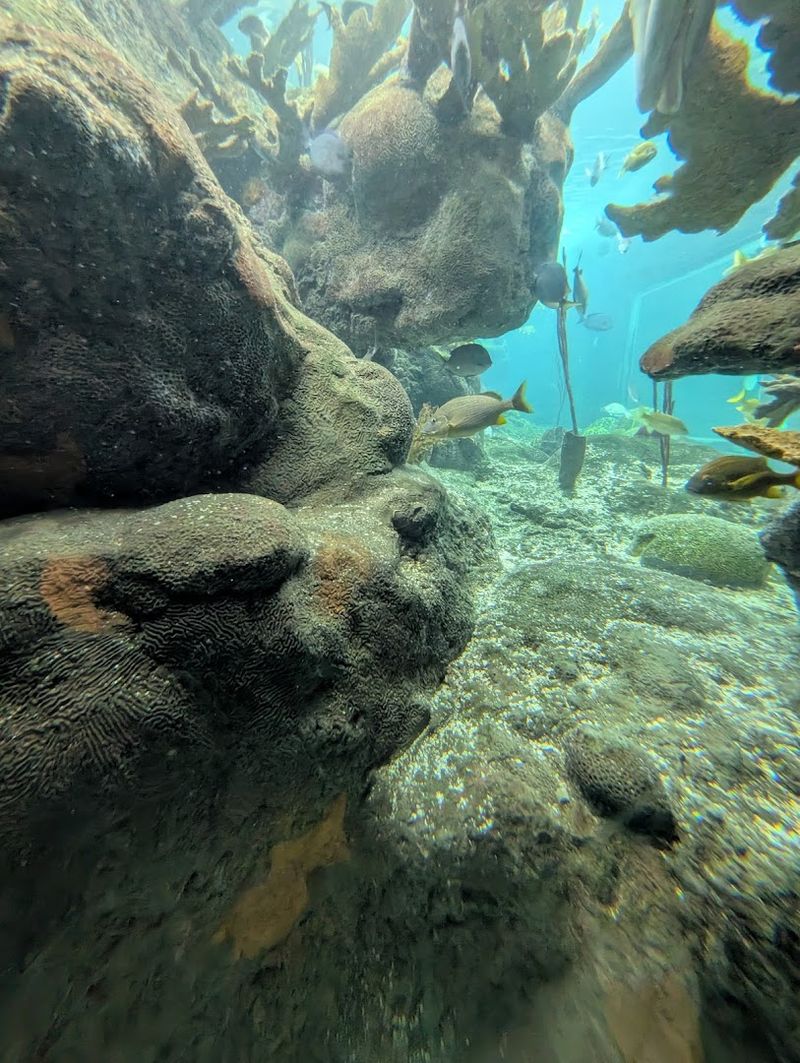 Florida Wetlands Zone: Mangroves, Birds, and Native Fish