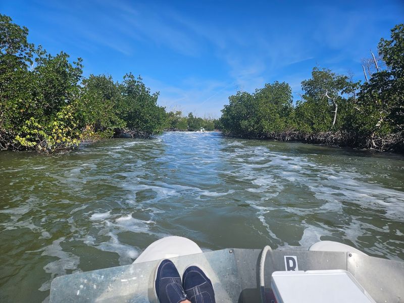 The Mangrove Tunnels: Slow Down and Look Up