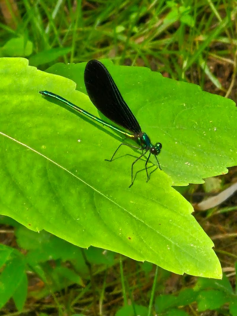Wildlife and Birds Along the Creek