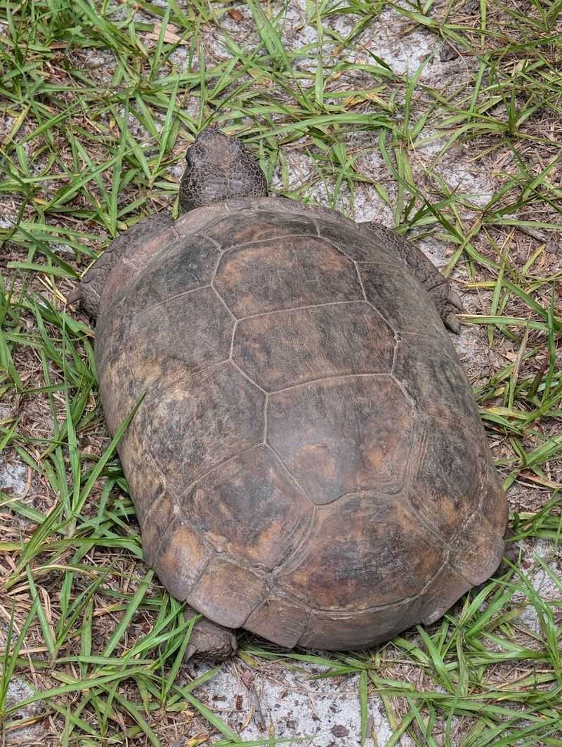 Wildlife Encounters: More Than You Might Expect