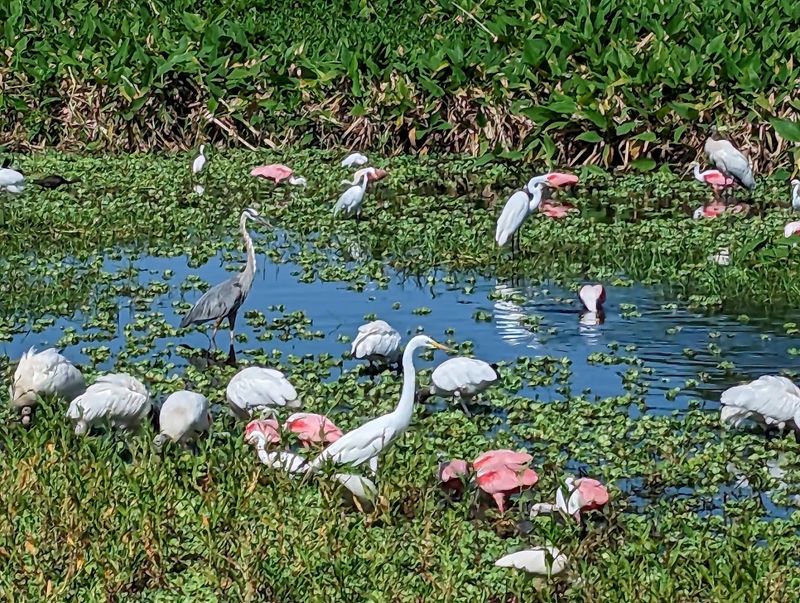 Birding Beyond the Headliners