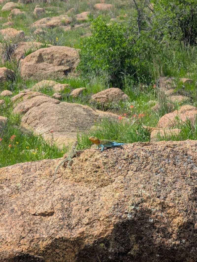 The Wildlife You Might Encounter