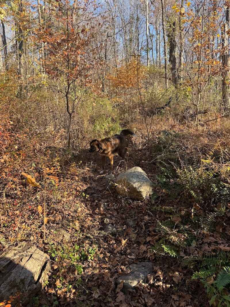 What Families and Dog Walkers Should Know