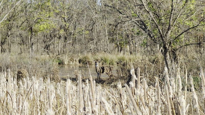 Wildlife Encounters That Catch You Off Guard