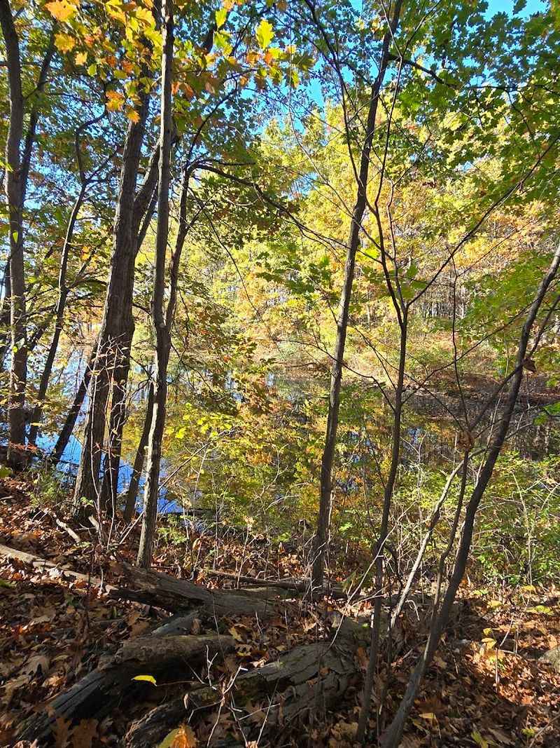Mountain Biking Through the Trees