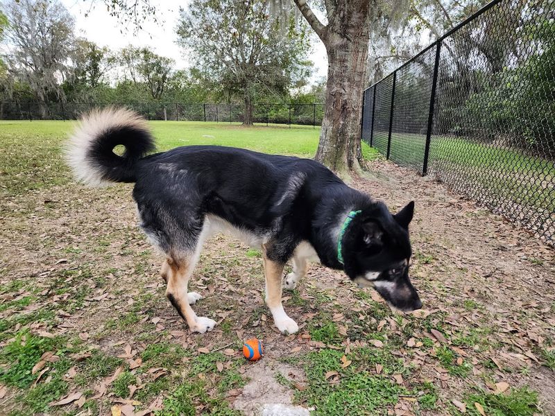 A Dog Park That Gets High Marks from Four-Legged Visitors
