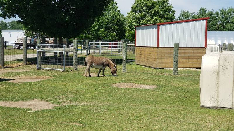 The Historic Farm and Its Very Approachable Residents