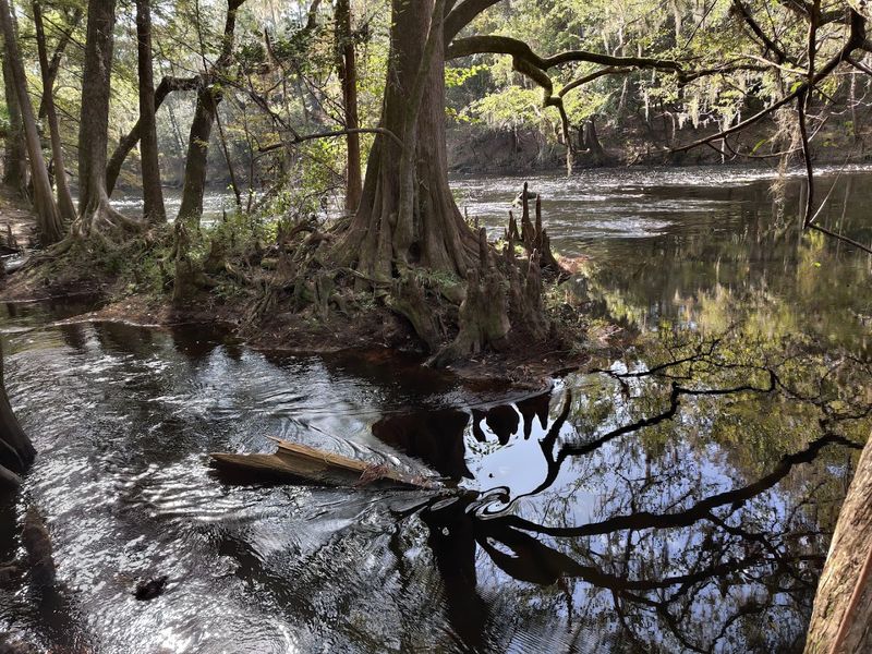 The Santa Fe River and Its Moody Beauty
