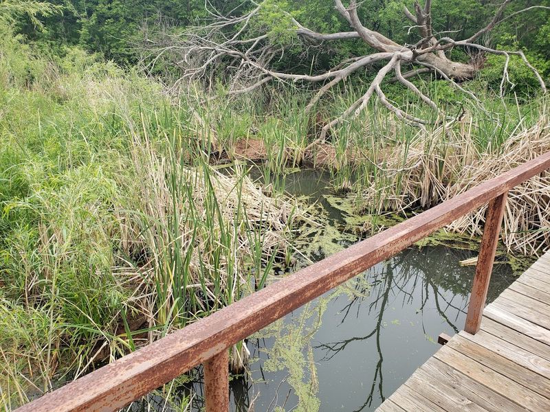 Wildlife That Shares This Space