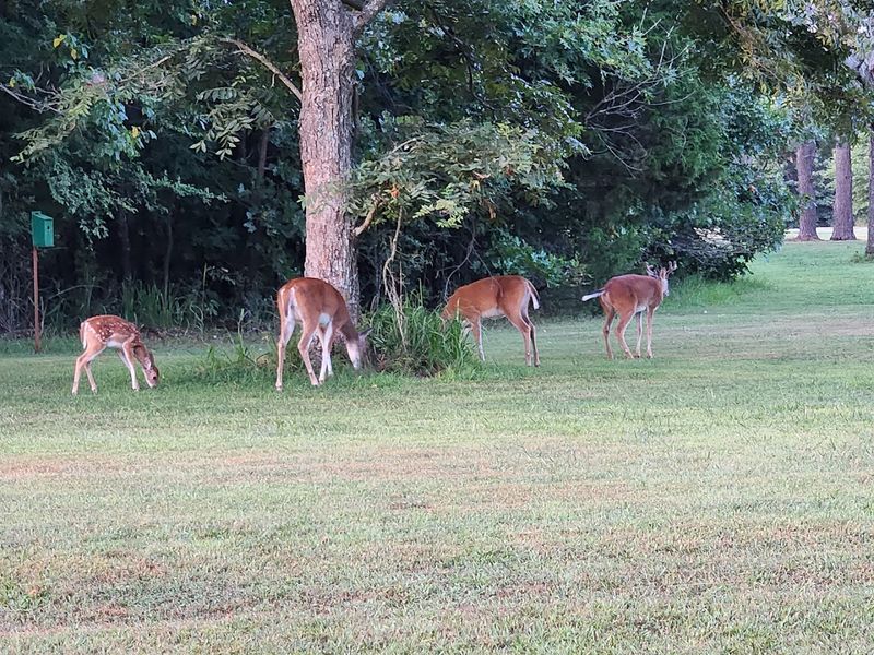 Wildlife Watching: The Park's Quietest Attraction