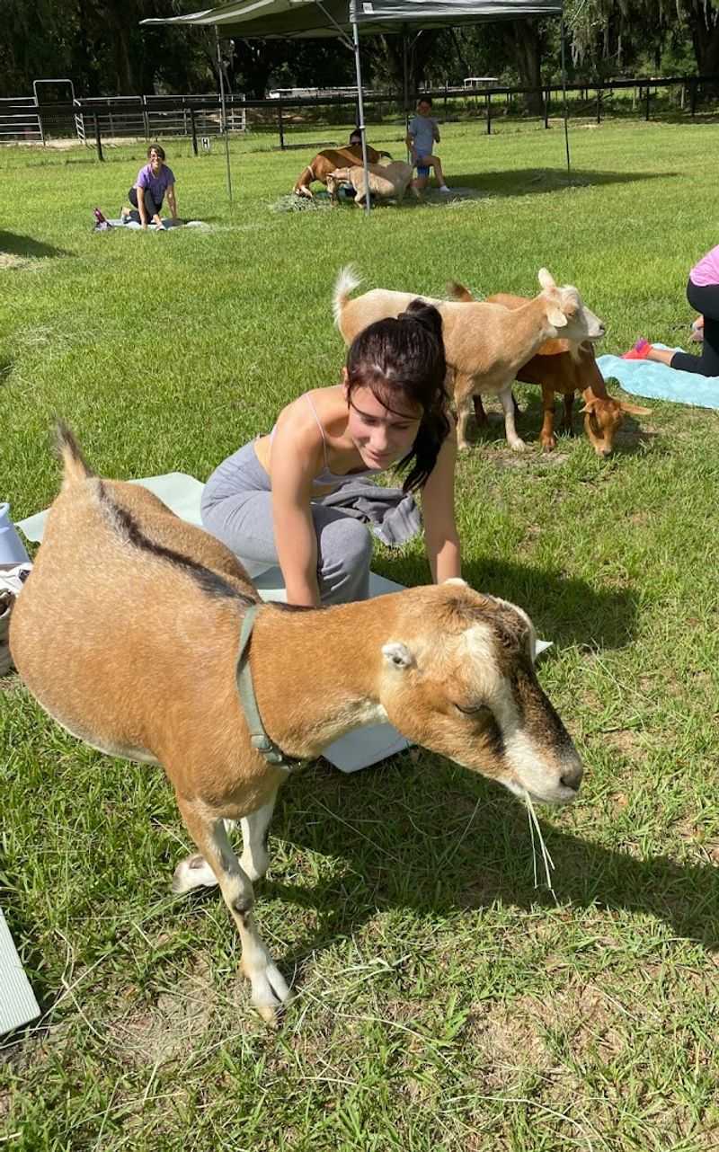 Goat Yoga at the Ranch
