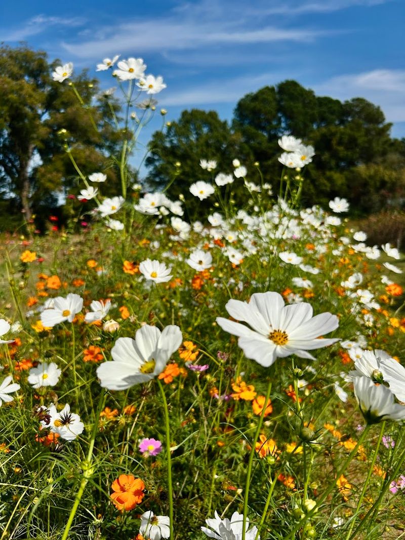Finding The Flower Meadow in Coweta