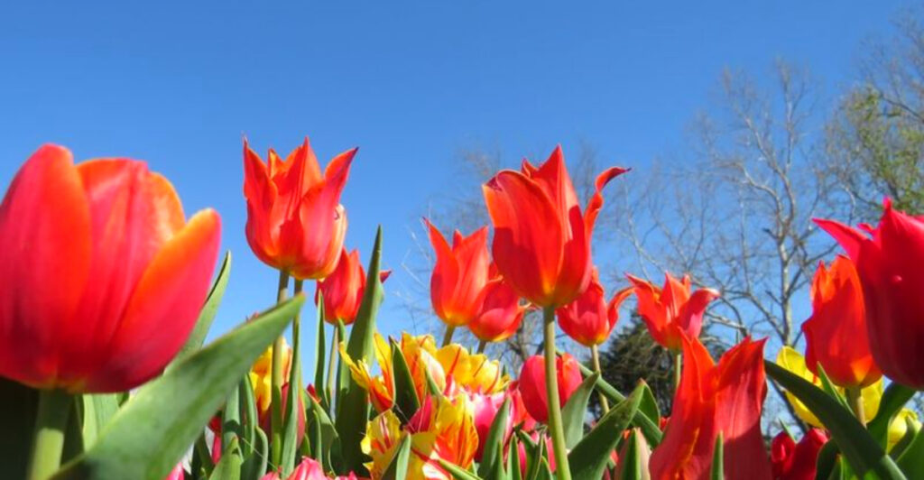Tulip Rows Take Over This Oklahoma Landscape Each Season