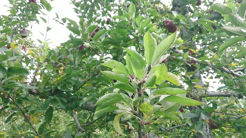 Honey Pot Hill Orchards Farm Store – Stow, Massachusetts