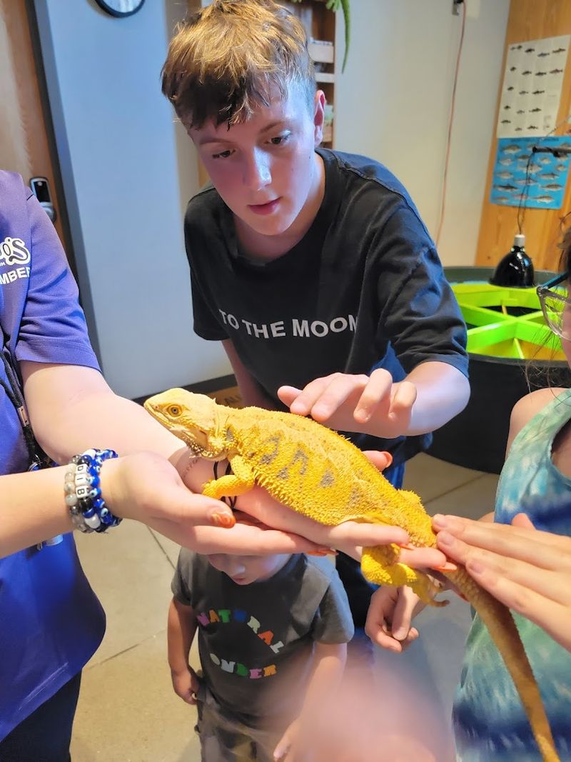 The Critter Corner: Live Animals You Can Actually Touch