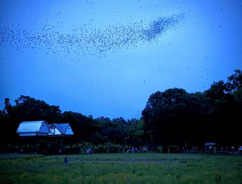 The Best Time to Watch: Timing Your Visit Right