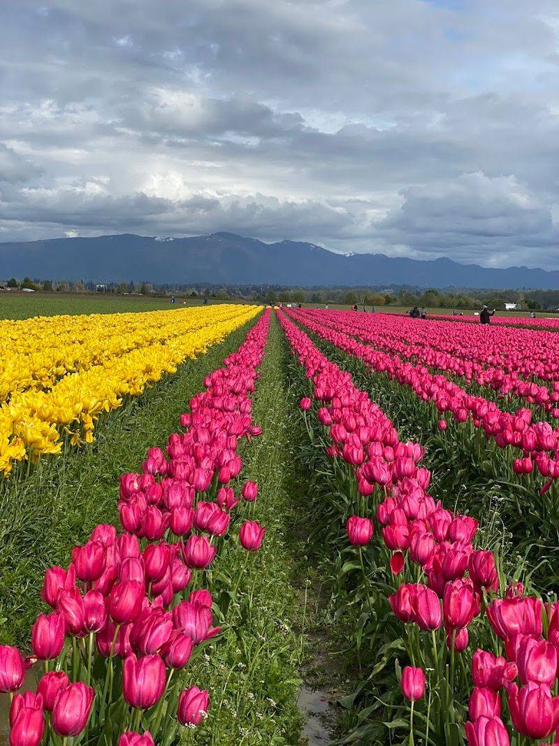 Skagit Valley Tulip Fields — Washington