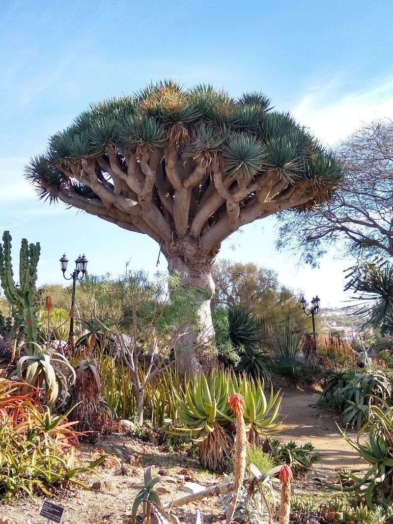 San Diego Botanic Garden (Encinitas, California)