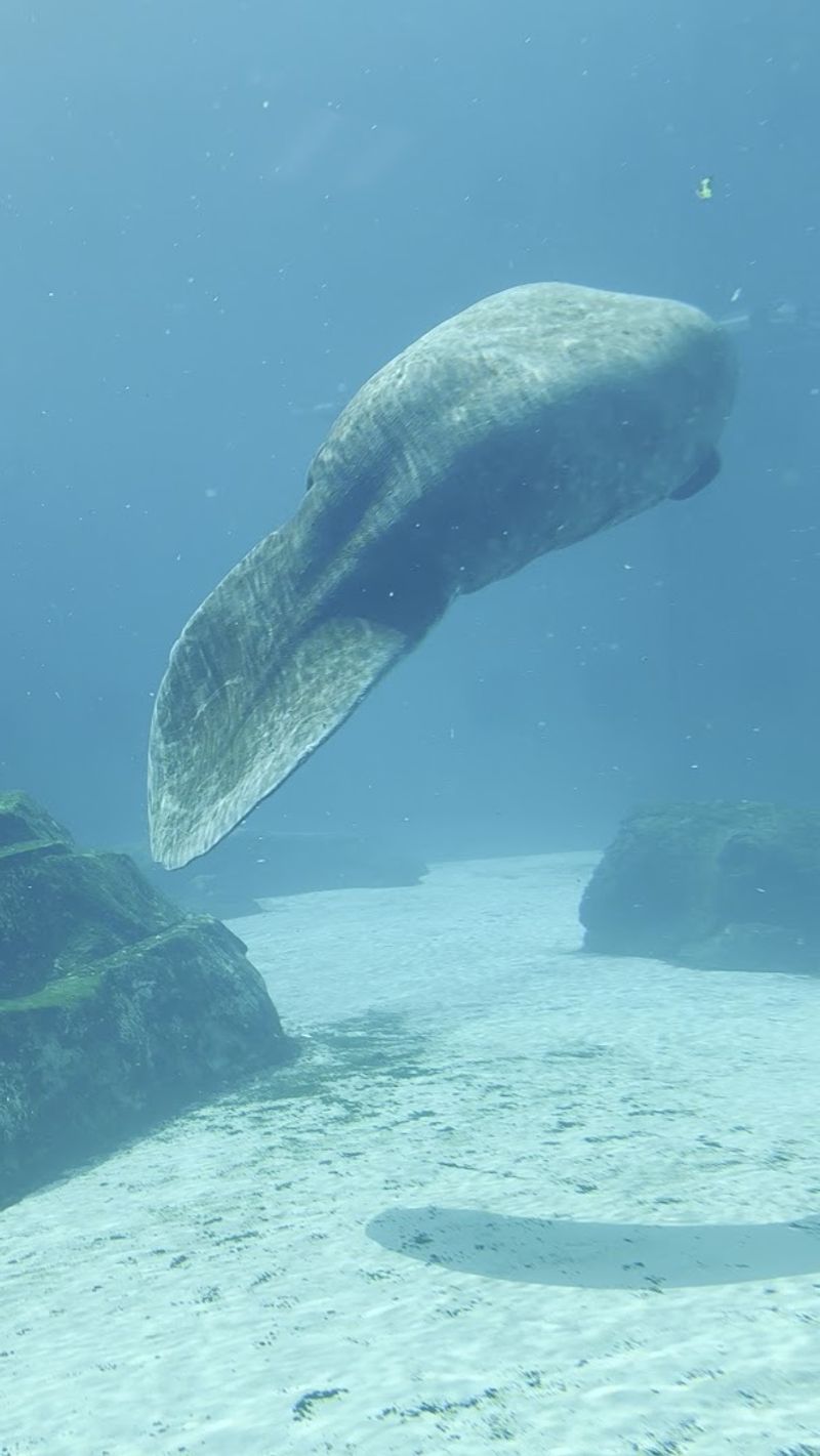 Manatee Exhibits That Inspire Pure, Uncomplicated Awe