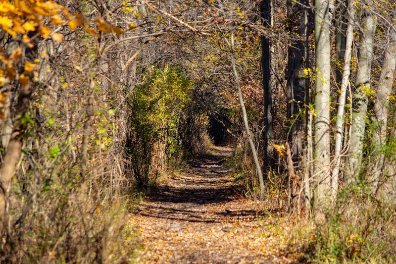 Walking Tours and Land-Based Programs