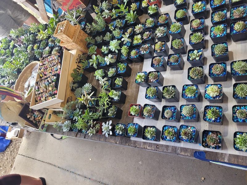 Plants, Succulents, and the Green Thumb Corner