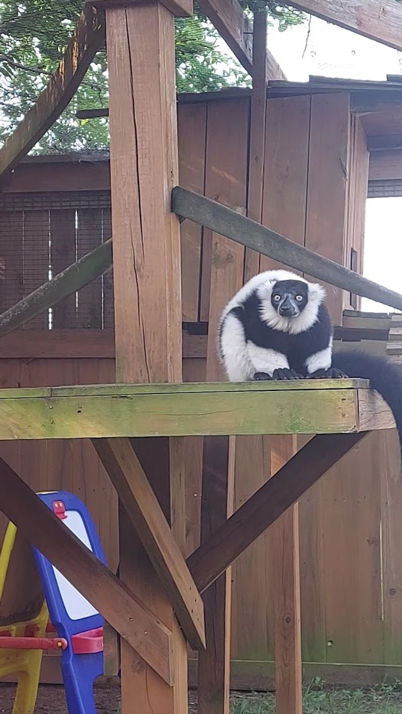 Lemurs, Kangaroos, and More: The Full Animal Roster