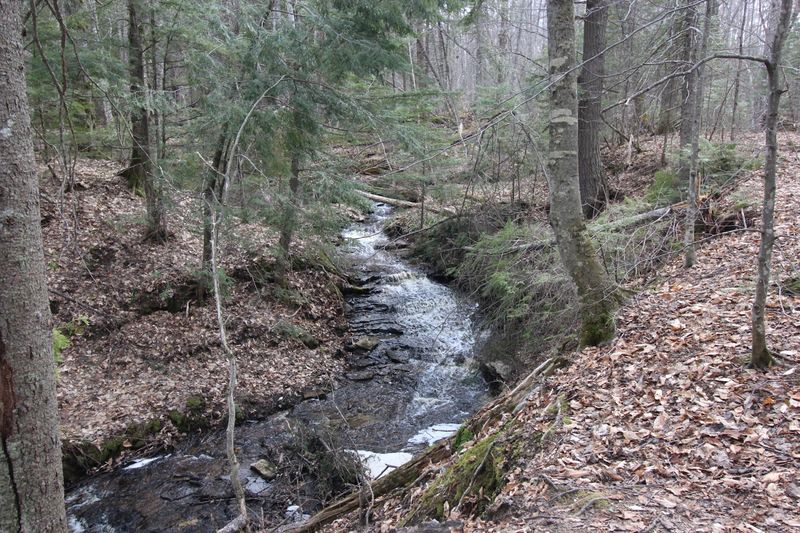 The Wildlife and Forest Atmosphere