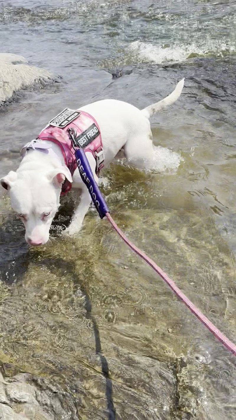 Dogs on the Trail: Paws and Practicalities