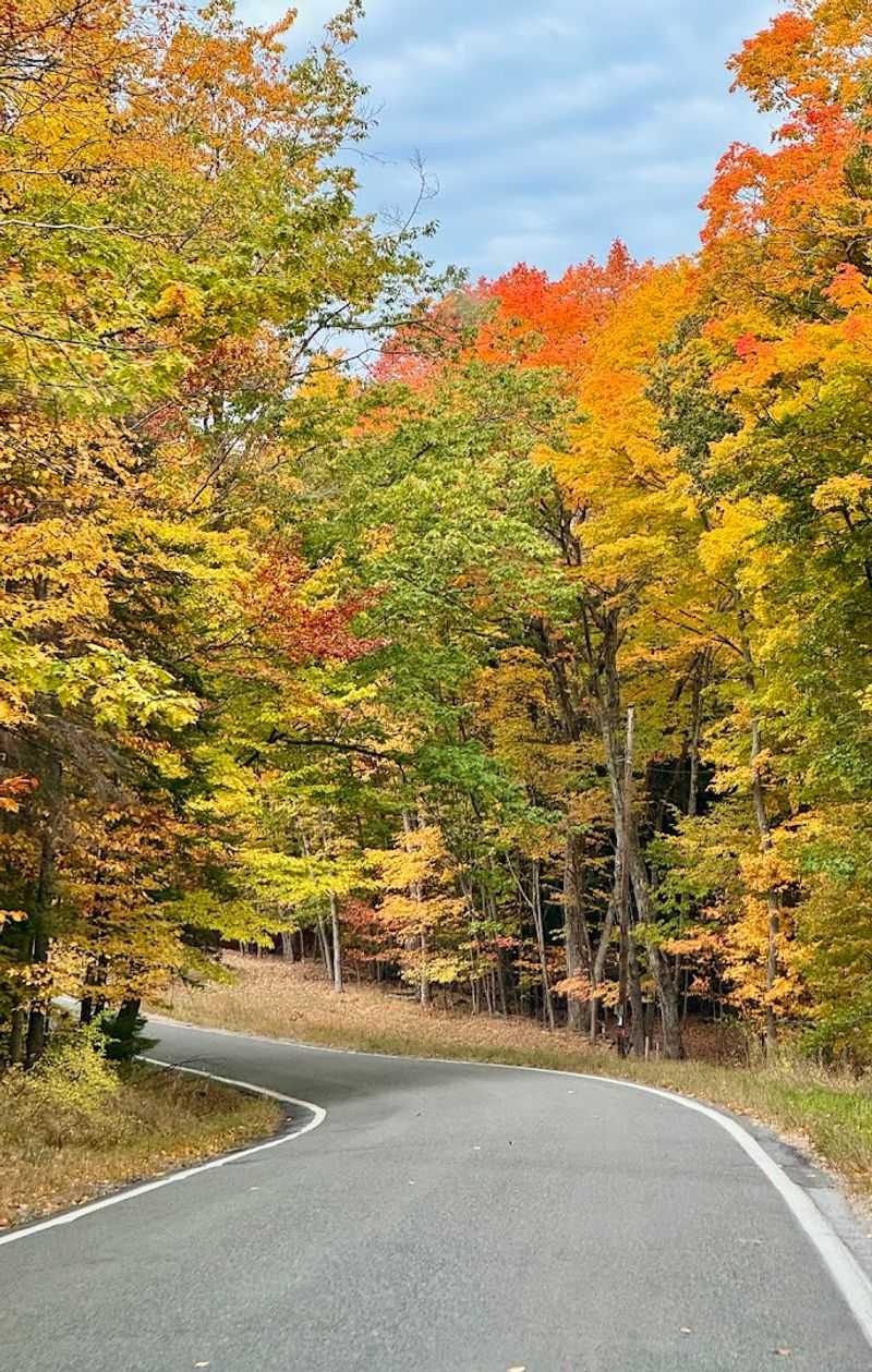 Drive the Tunnel of Trees in the Fall