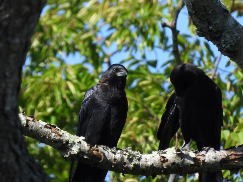 A strong place for birding