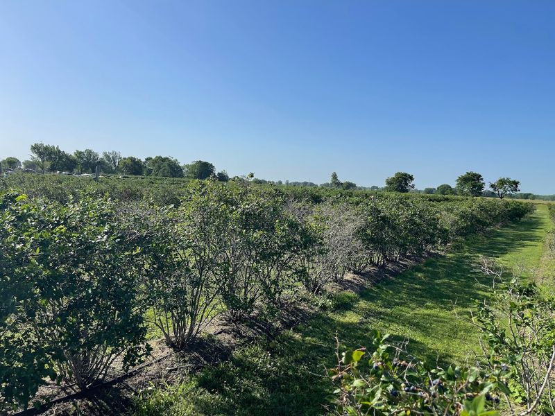 The Atmosphere and Setting of the Fields