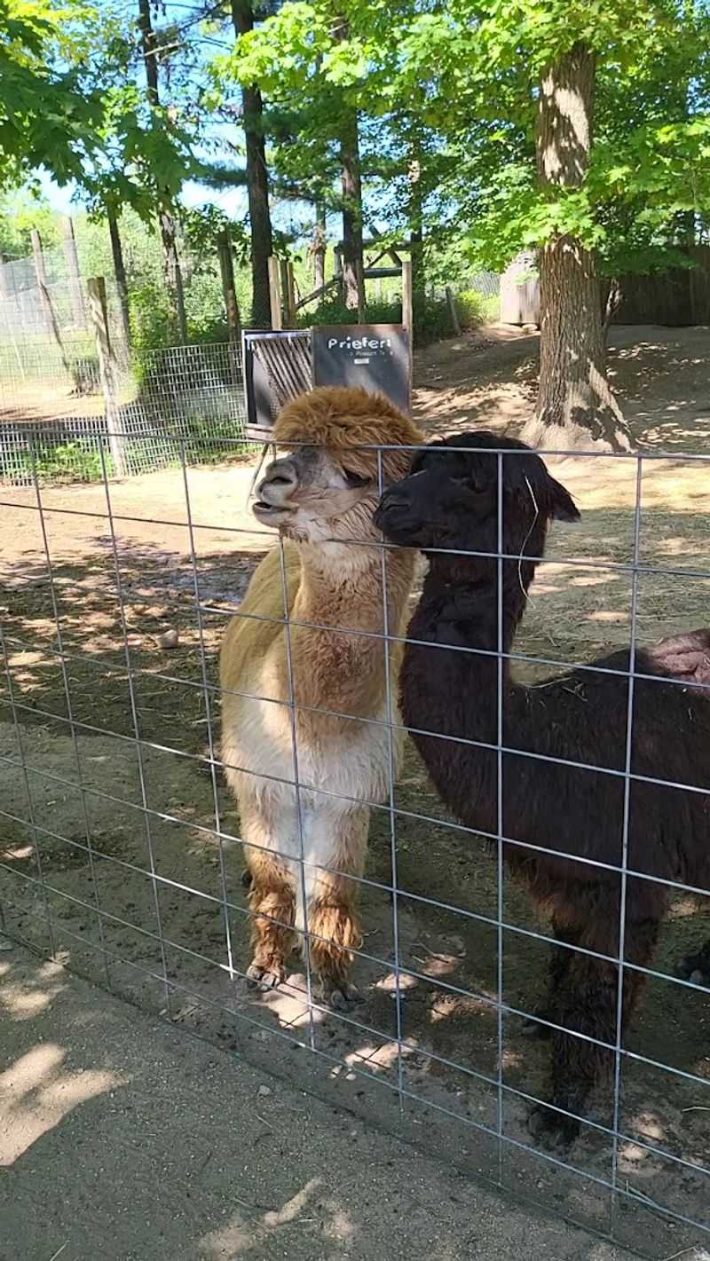 The Animal Mix Keeps the Walk Interesting