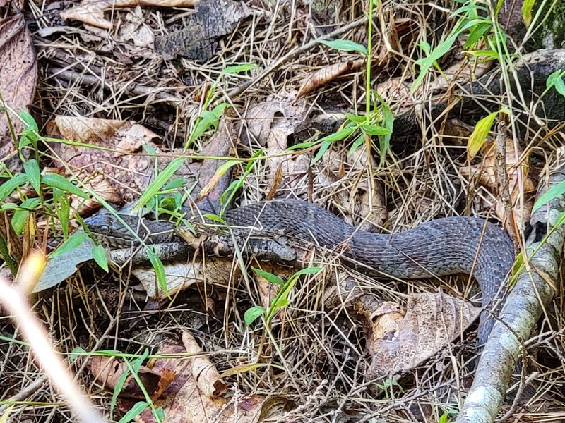 Wildlife Means Staying Alert