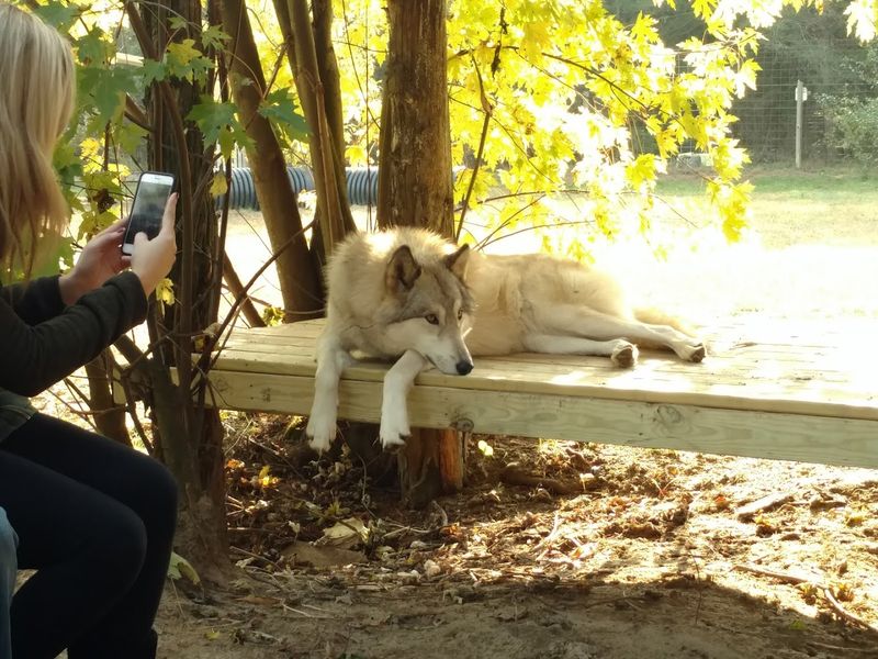 Why Animal Lovers Keep Returning