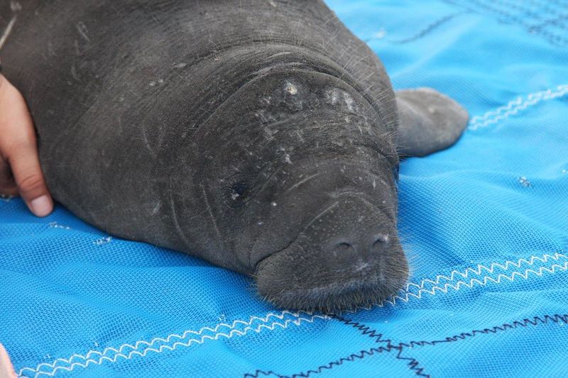 The Role of Veterinary Care at the New Facility