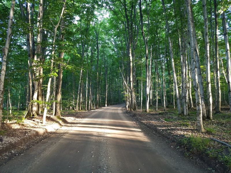 Hiking Trails Through Dense Northern Forests