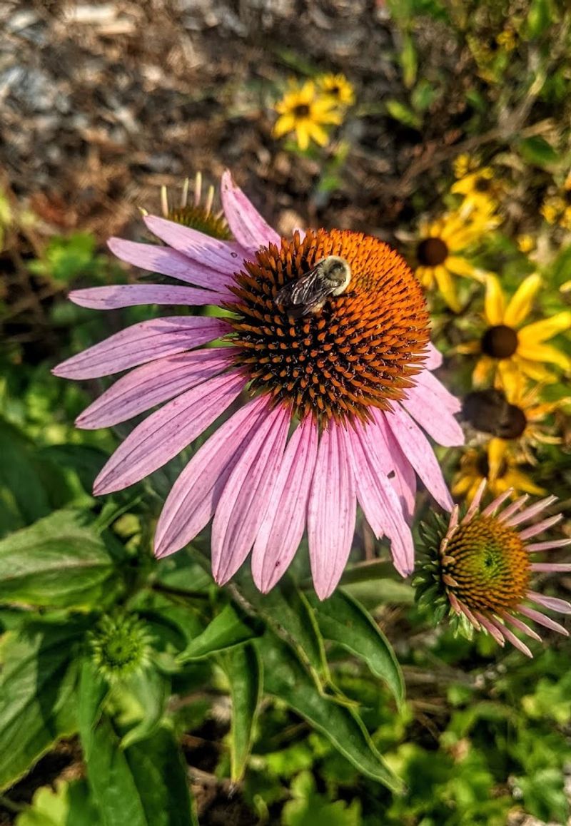 Native Gardens That Support Pollinators and People