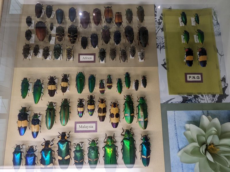 Insects From Every Corner of the Planet
