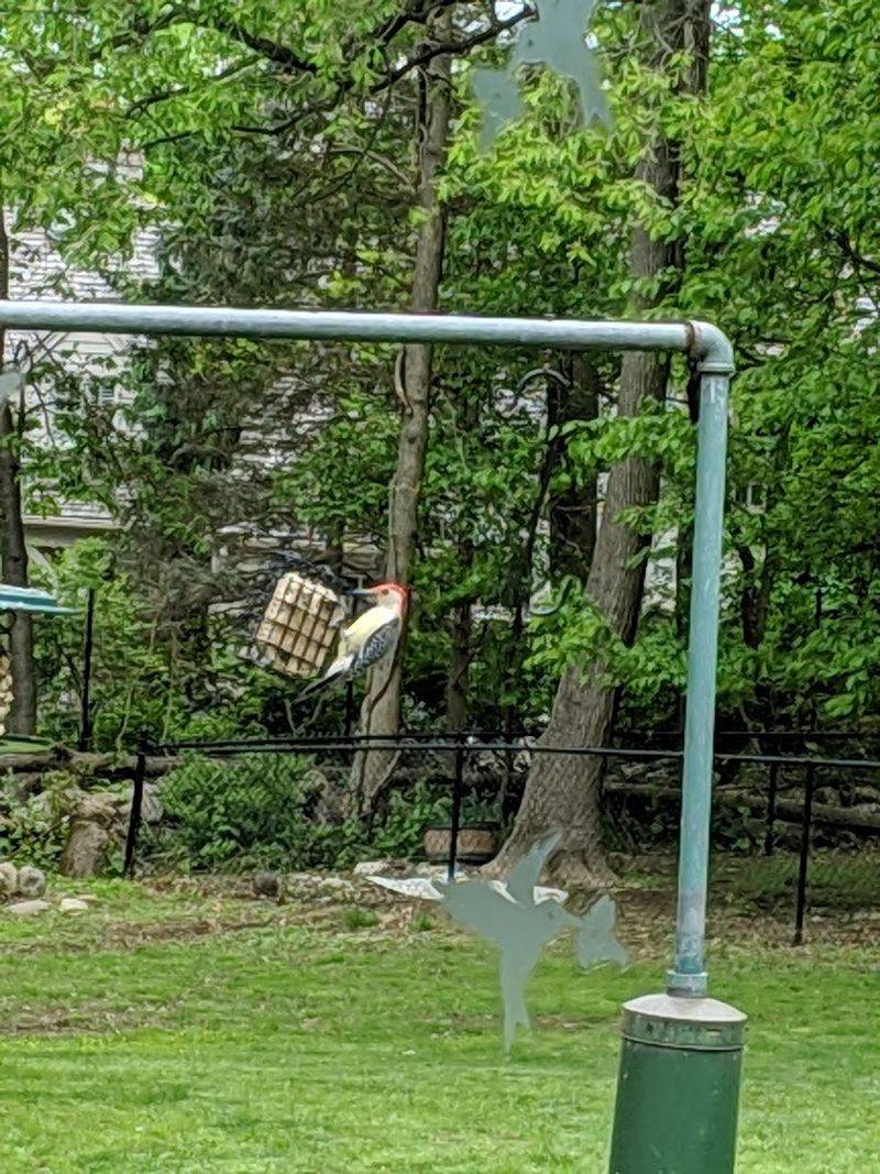 Birds That Call This Place Home