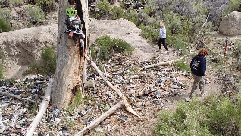 The Sad Chapter: When the Original Tree Was Cut Down