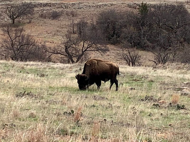 Wildlife That Shows Up Without Warning