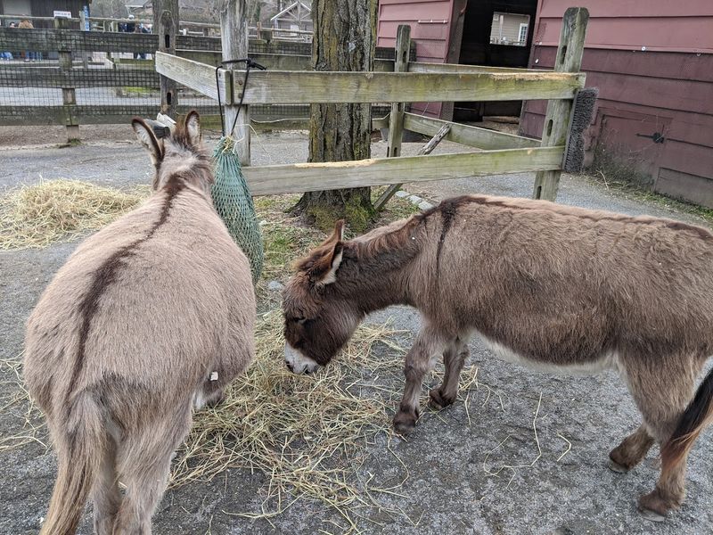 Why Bergen County Zoo Keeps Drawing People Back
