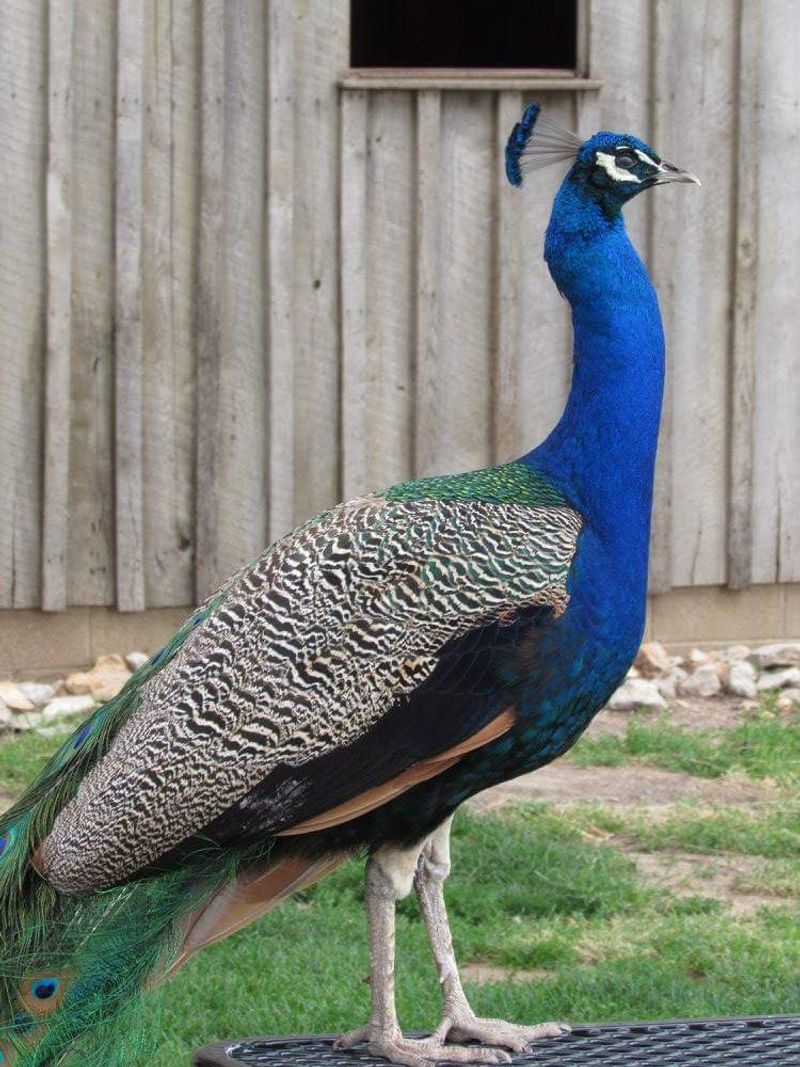 Why the Ranch Stays With You