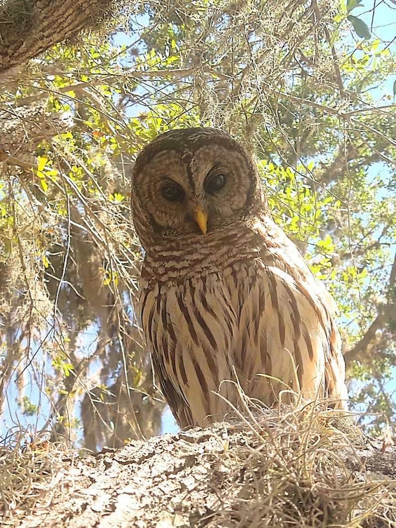 Birdwatching That Serious Birders Dream About