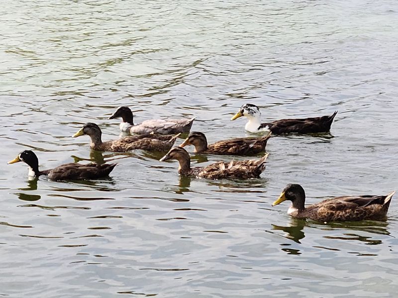 The Lake: Wildlife, Fish, and a Bit of Adventure