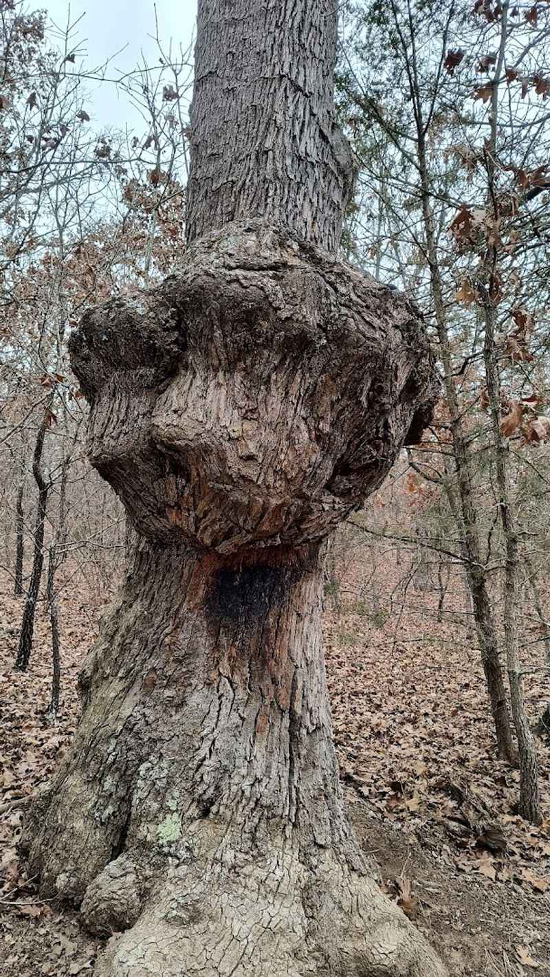 The Story Behind the Trees: History and Significance