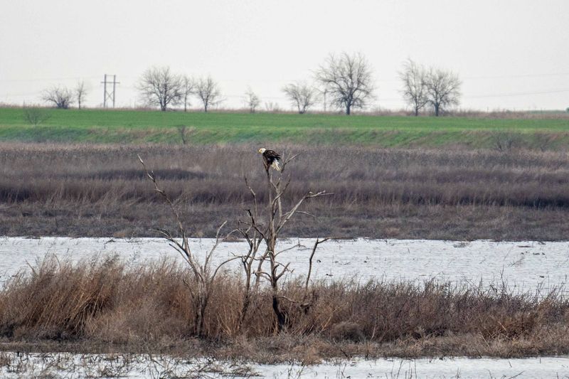 The Story Behind This Remarkable Wetland