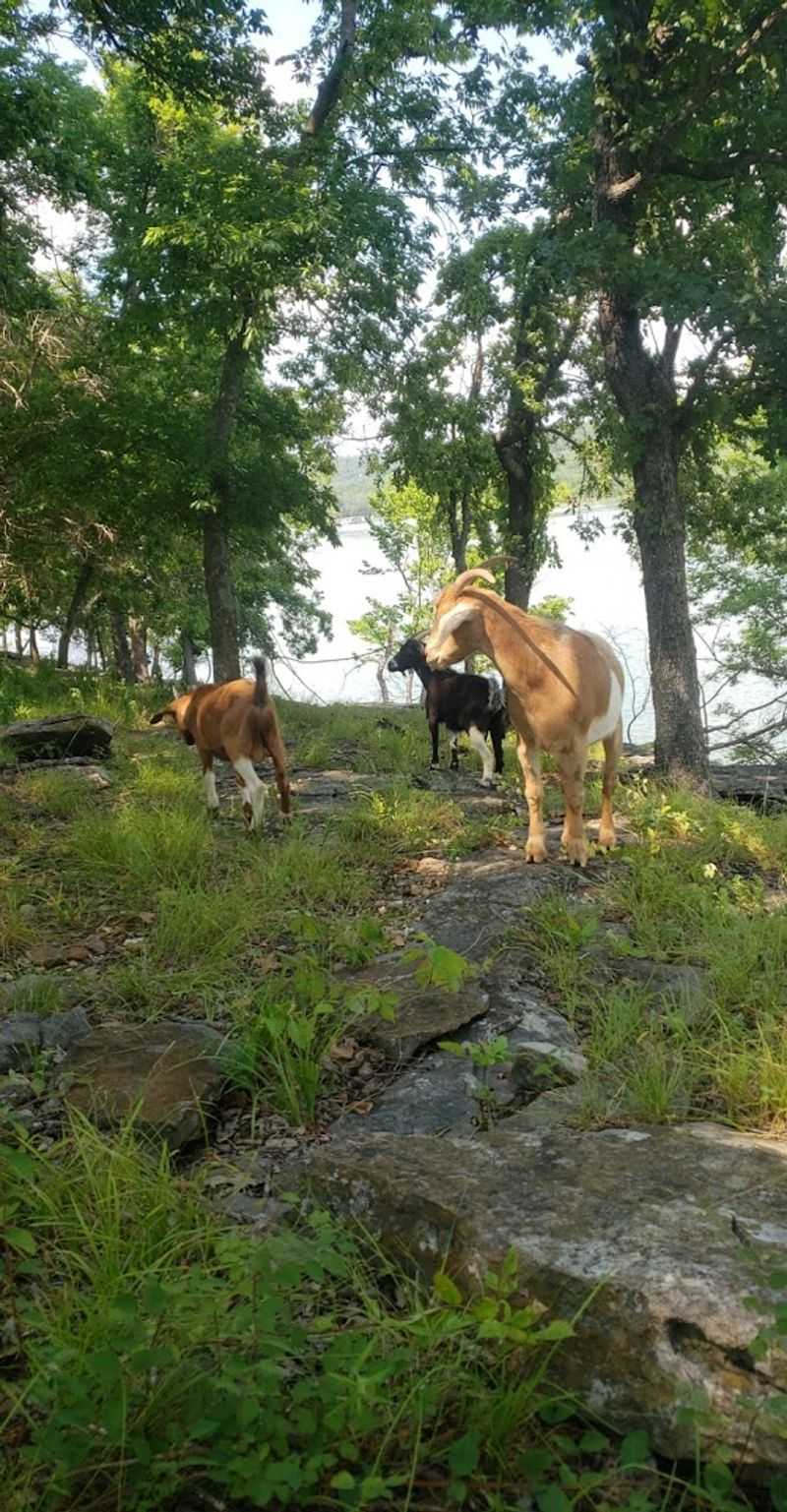 The Story Behind the Goats Living on the Island